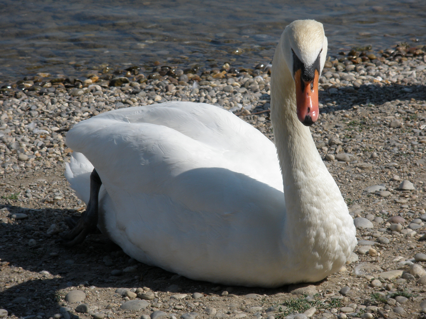 Höckerschwan am Ufer des Oberrheins