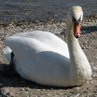 Höckerschwan am Ufer des Oberrheins