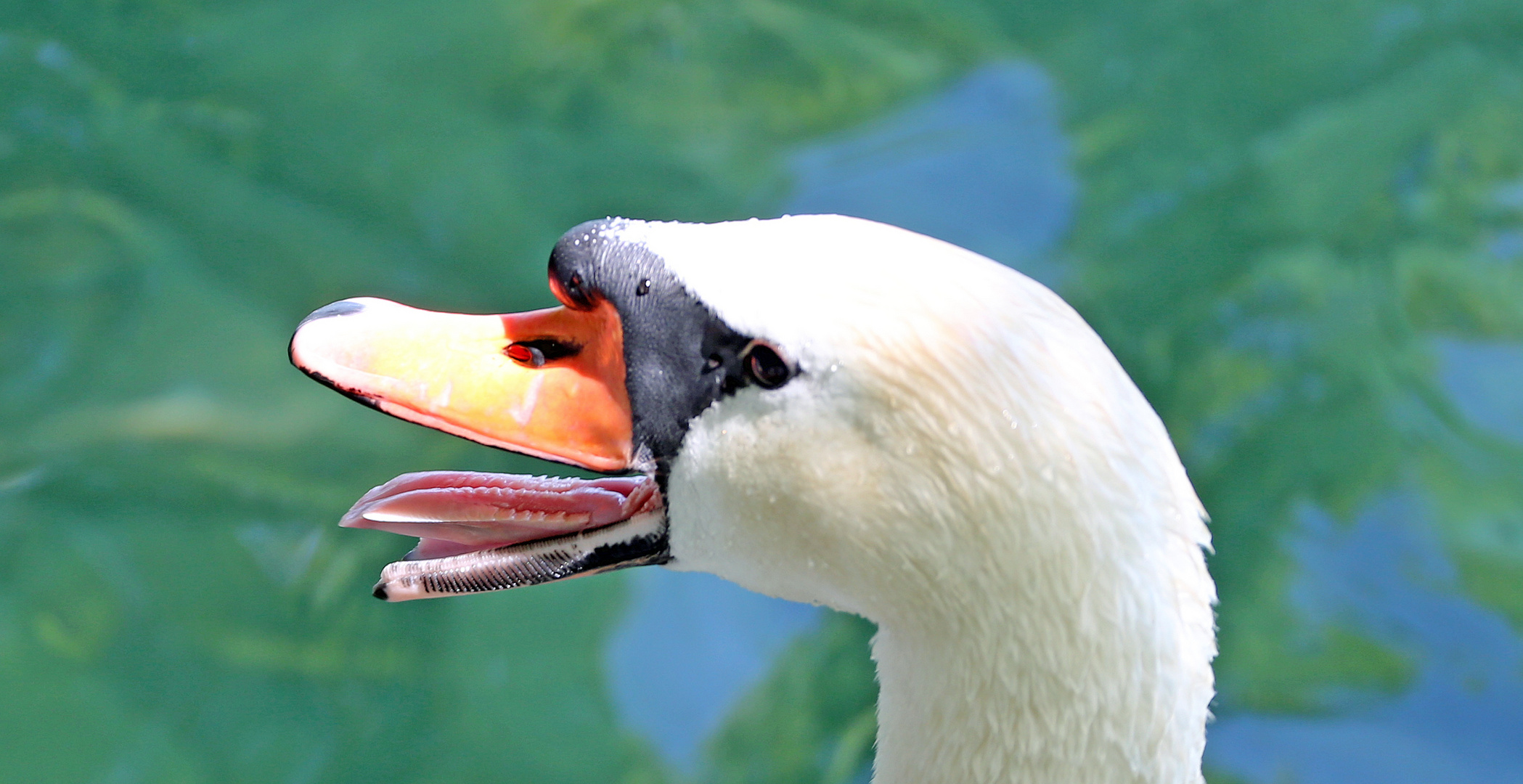 Höckerschwan -Angriff oder Warnung-