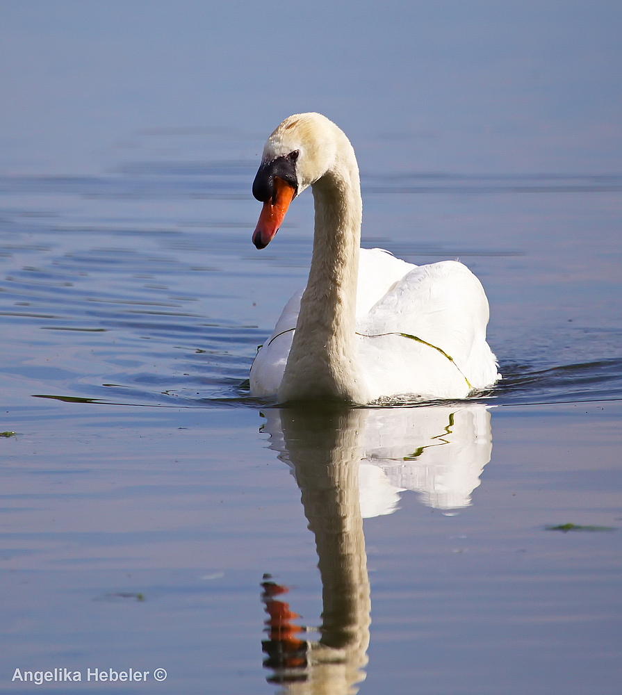 Höckerschwan auf dem Hengsener Stausee