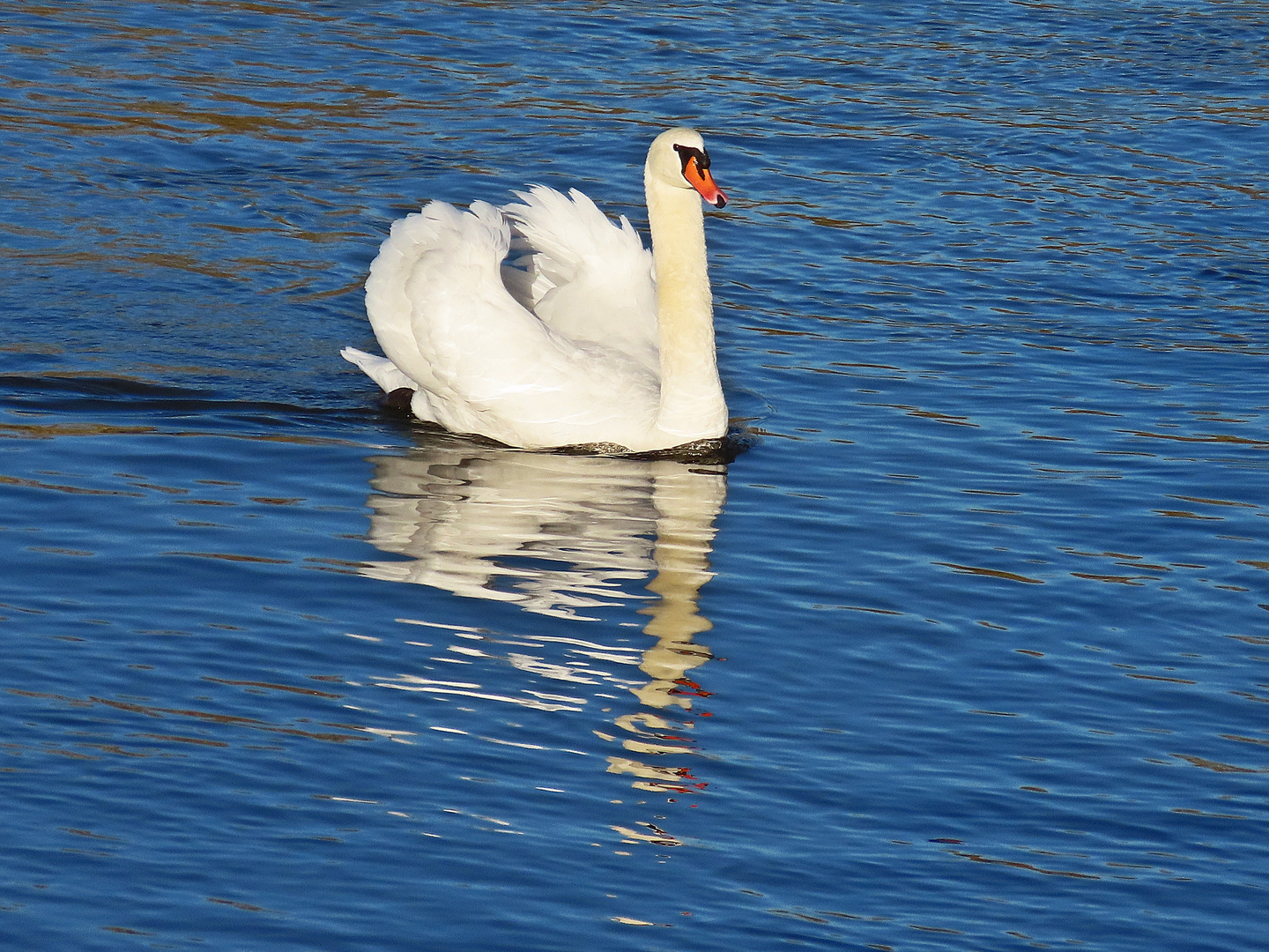 Höckerschwan auf dem Main