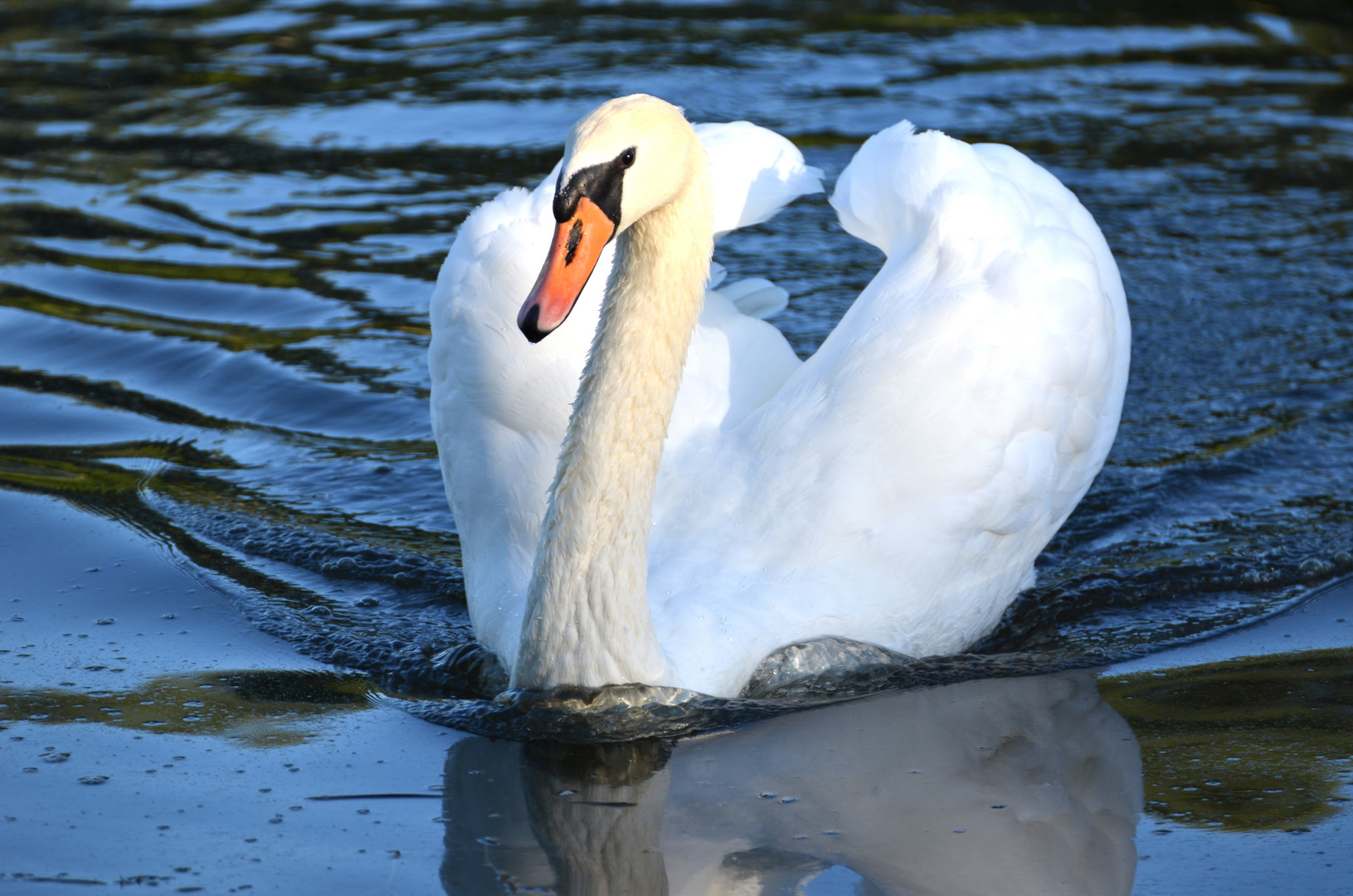 Höckerschwan auf dem See