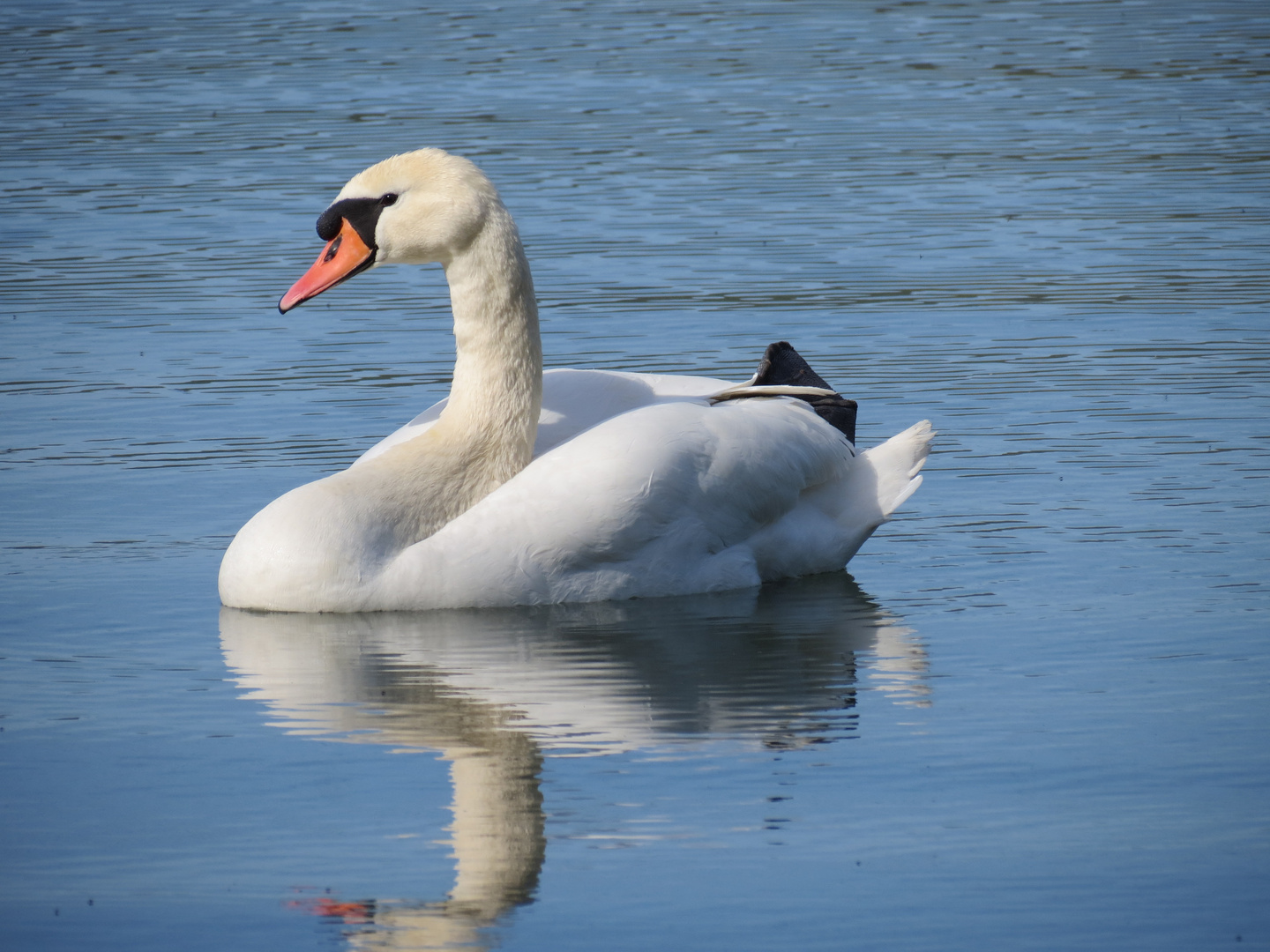 Höckerschwan auf dem Zschierener Kiessee in Dresden