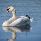 Höckerschwan auf dem Zschierener Kiessee in Dresden