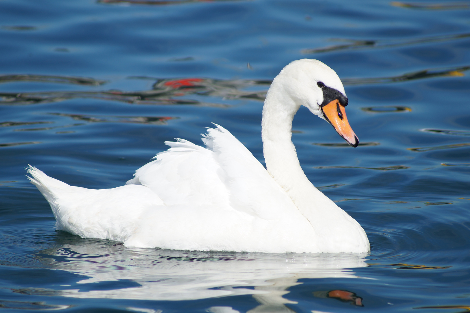 Höckerschwan auf dem Zürichsee