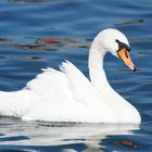 Höckerschwan auf dem Zürichsee