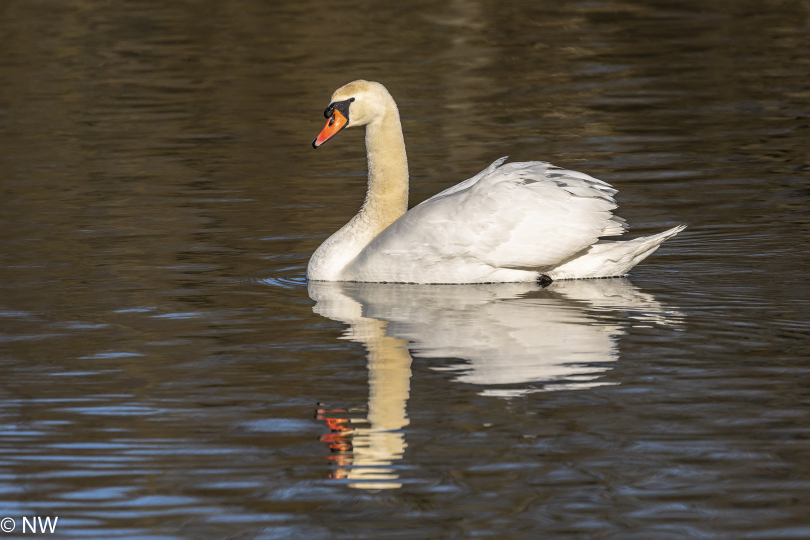 Höckerschwan auf der Donau