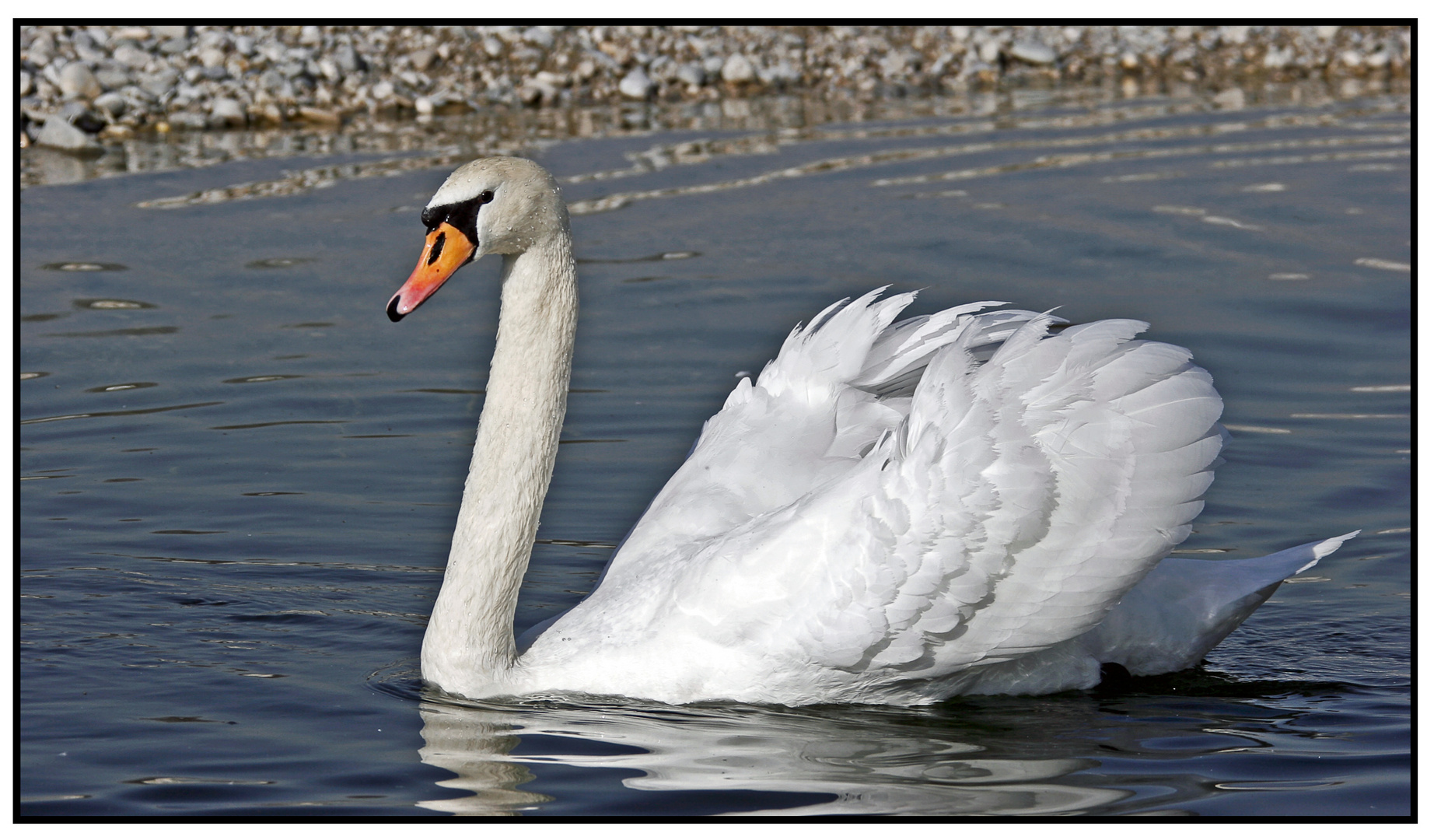 Höckerschwan auf der Isar