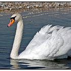 Höckerschwan auf der Isar