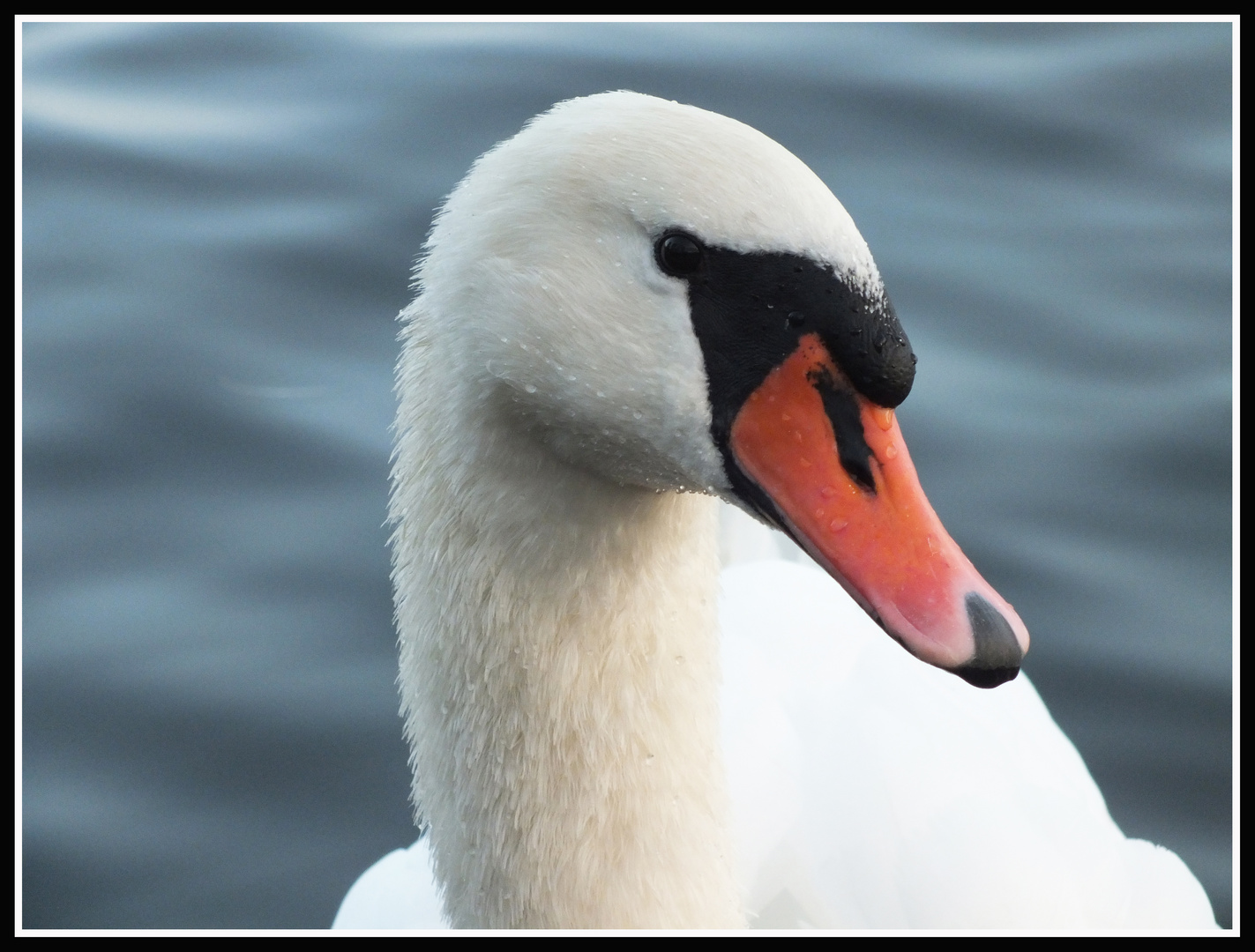 Höckerschwan auf der Müritz