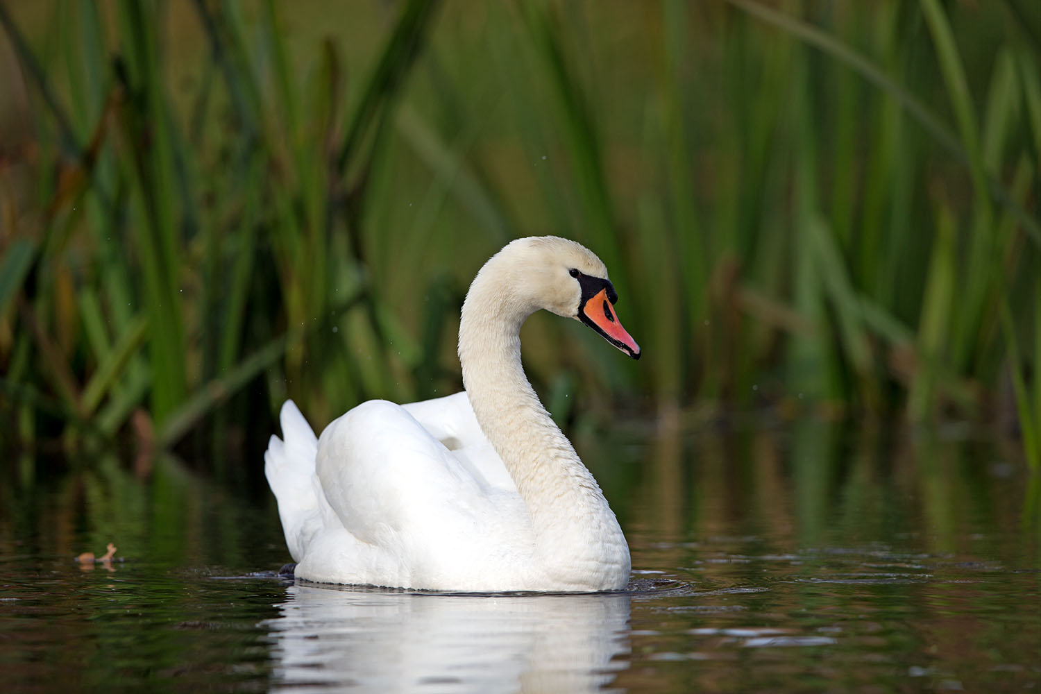 Höckerschwan auf der Nuthe