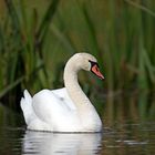 Höckerschwan auf der Nuthe