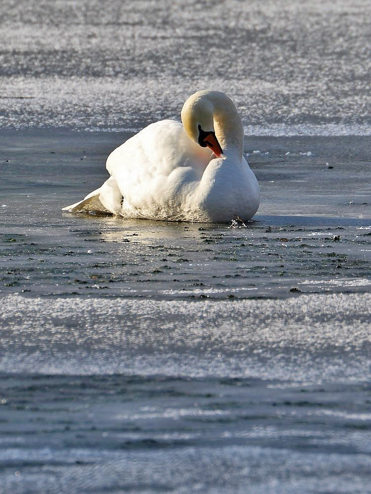 Höckerschwan auf "Eis"