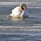 Höckerschwan auf "Eis"