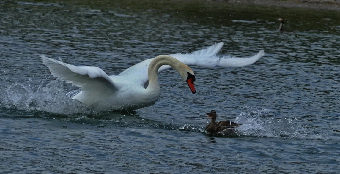 Höckerschwan auf Entenjagd