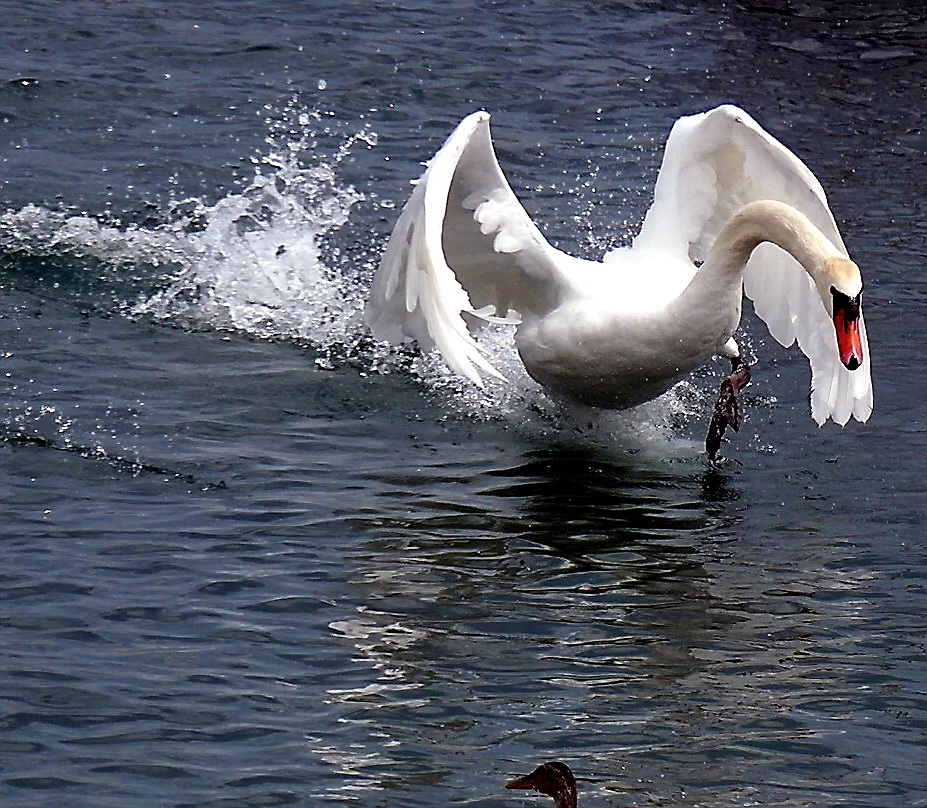 Höckerschwan auf Entenjagd