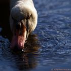 Höckerschwan auf Nahrungssuche