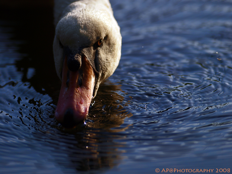 Höckerschwan auf Nahrungssuche