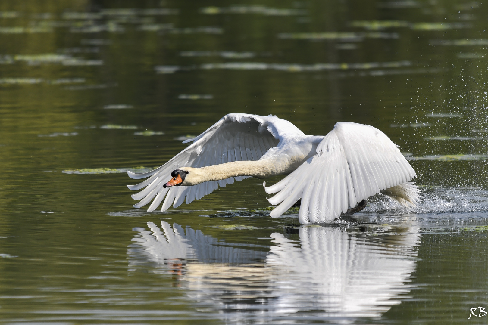 Höckerschwan