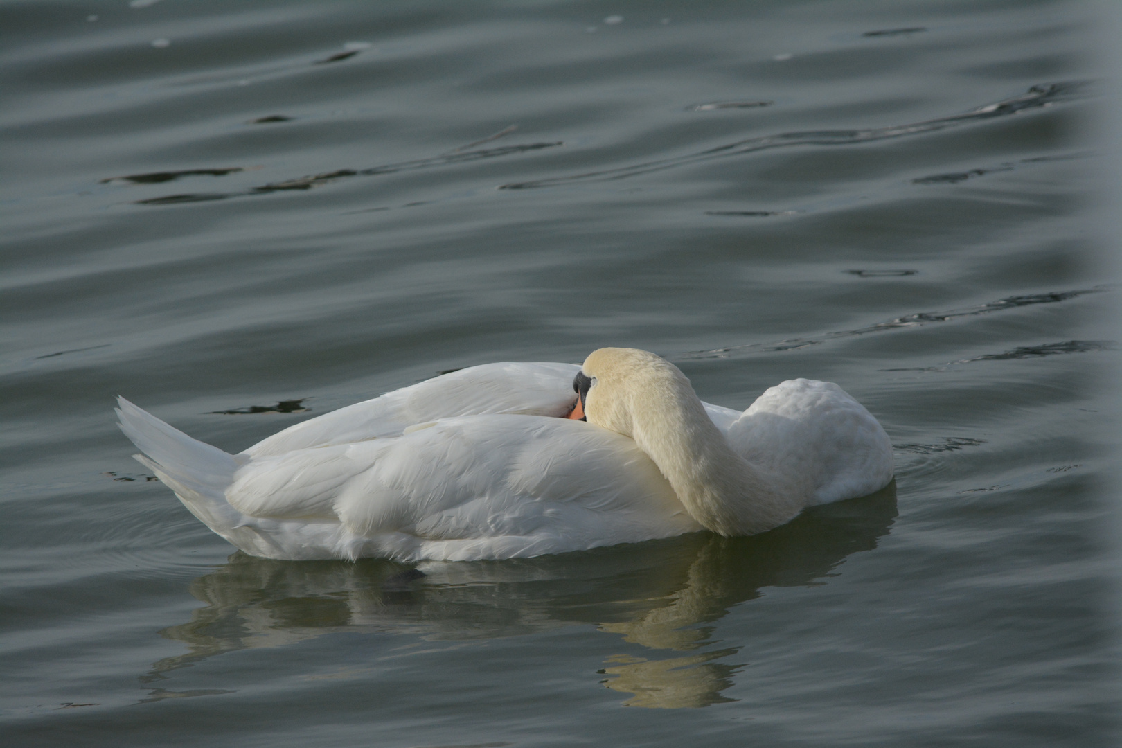 Höckerschwan