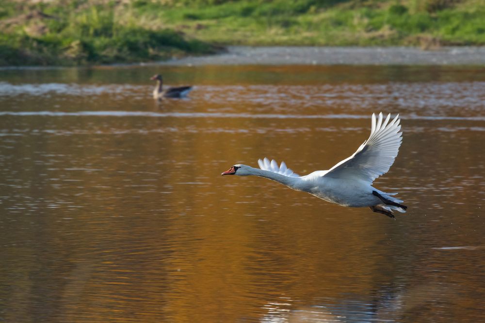 Höckerschwan