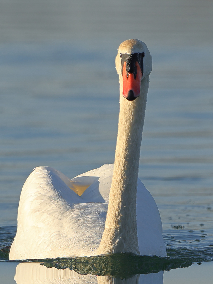 Höckerschwan