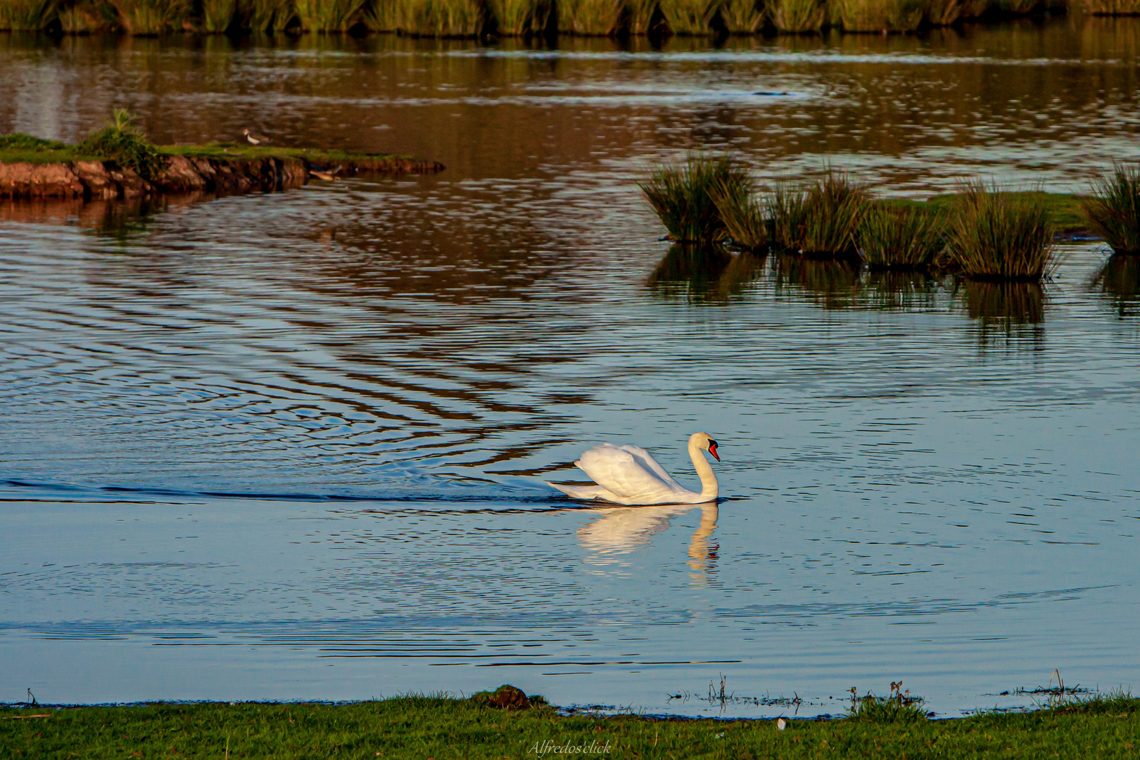 Höckerschwan