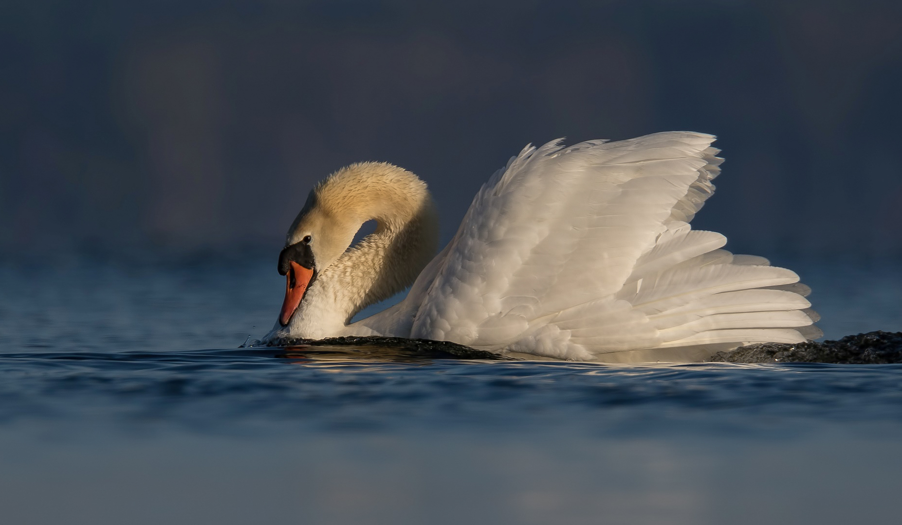 Höckerschwan