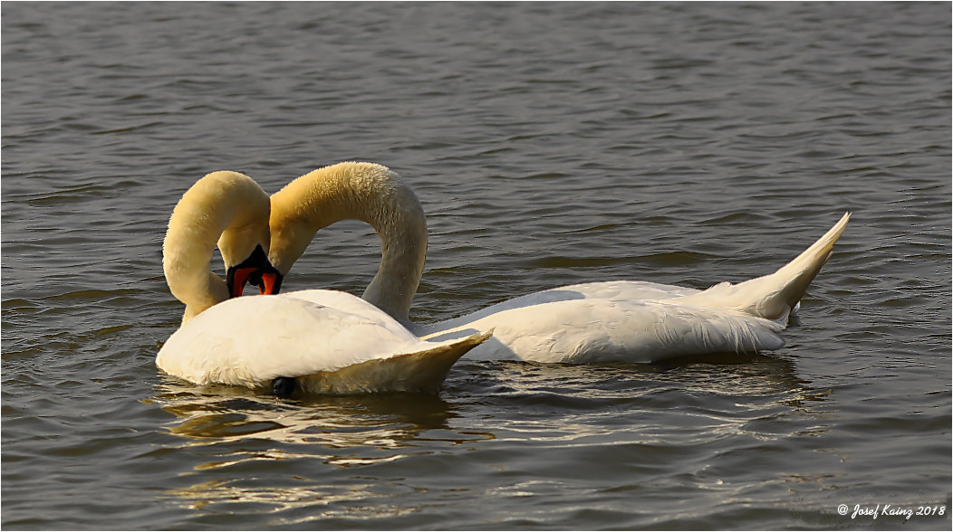 Höckerschwan