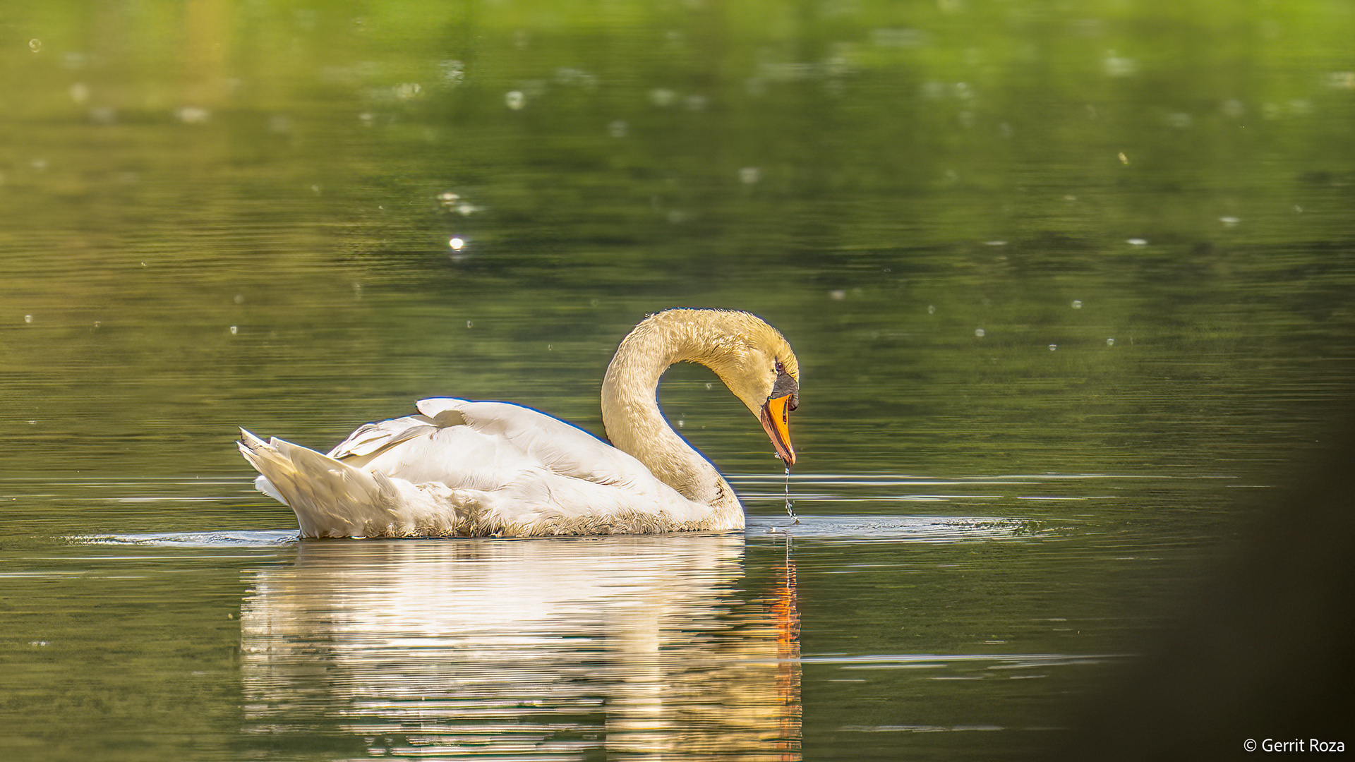 Höckerschwan 