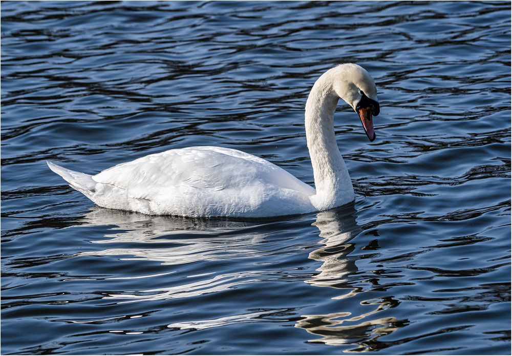 Höckerschwan