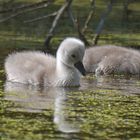 Höckerschwan Babys