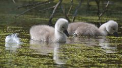 Höckerschwan Babys