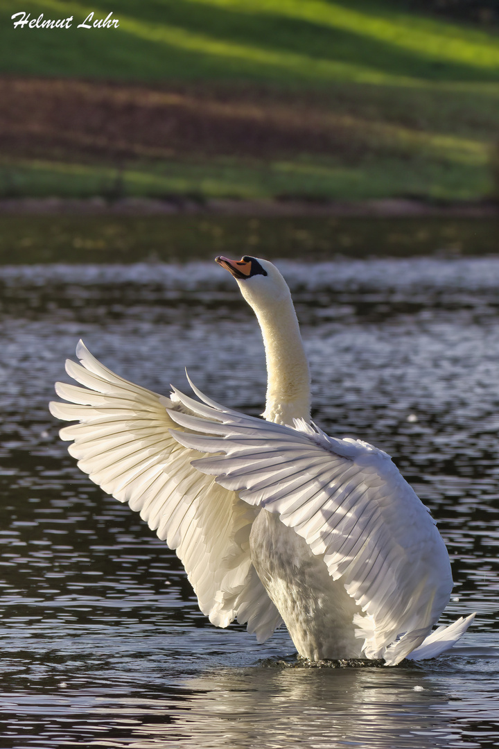 Höckerschwan . . .