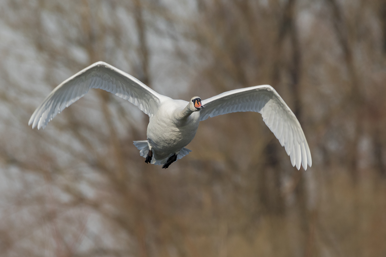 Höckerschwan