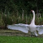 Höckerschwan begrüßt den Abend