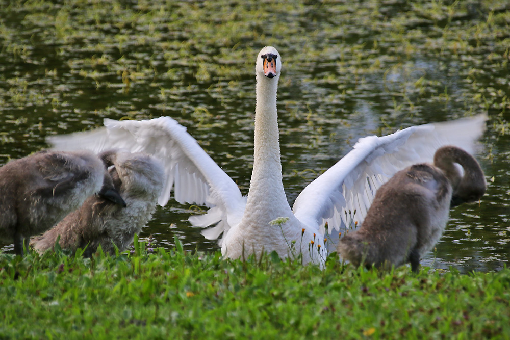 Höckerschwan begrüßt den Morgen