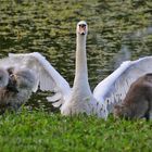 Höckerschwan begrüßt den Morgen