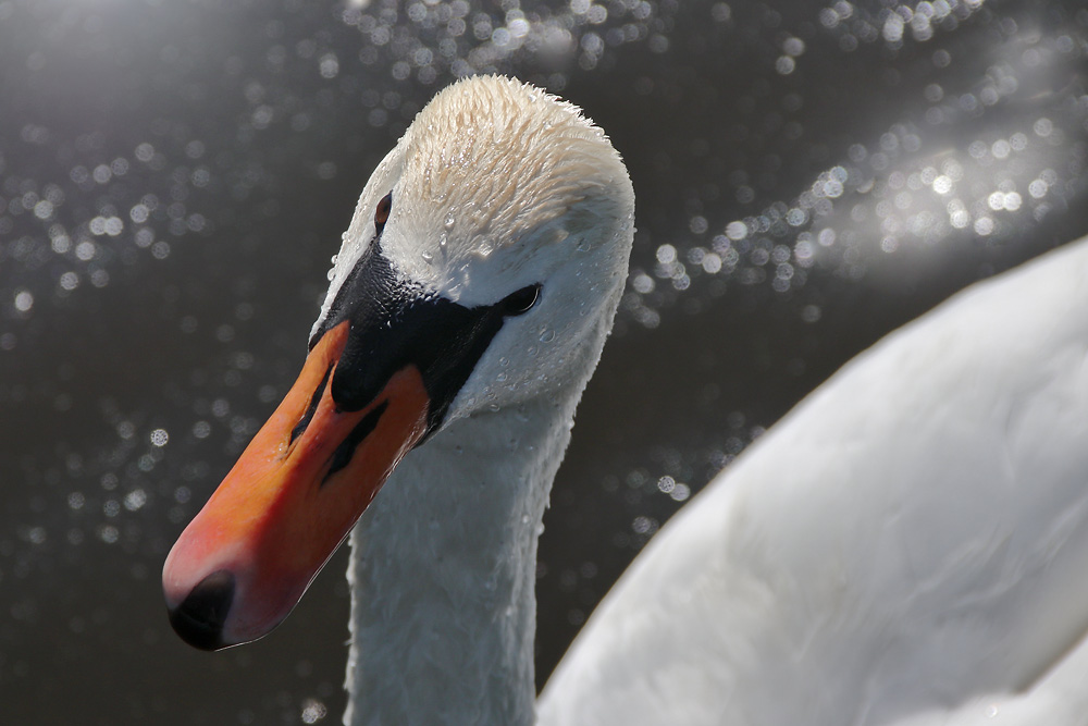 Höckerschwan bei der Annäherung