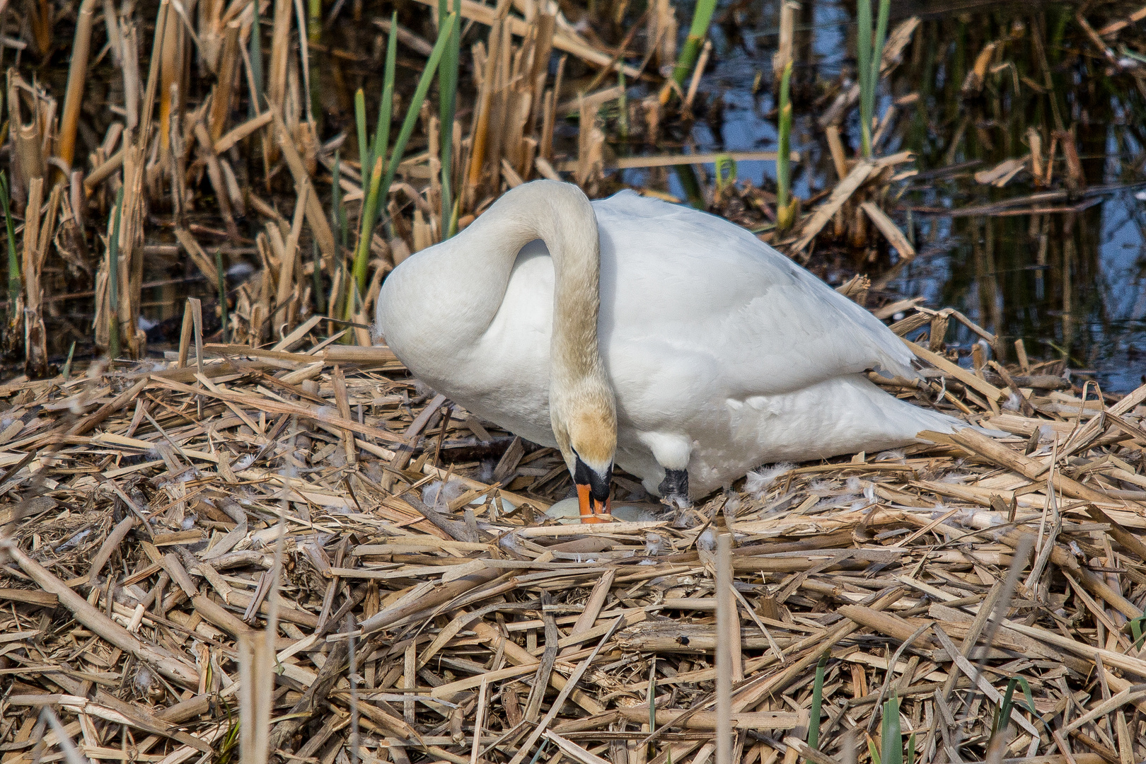 Höckerschwan bei der Brut