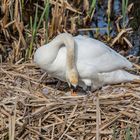 Höckerschwan bei der Brut