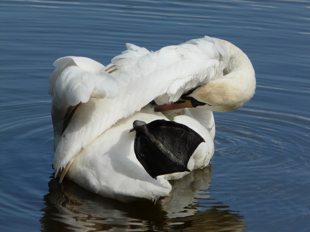 Höckerschwan bei der Gefiederpflege