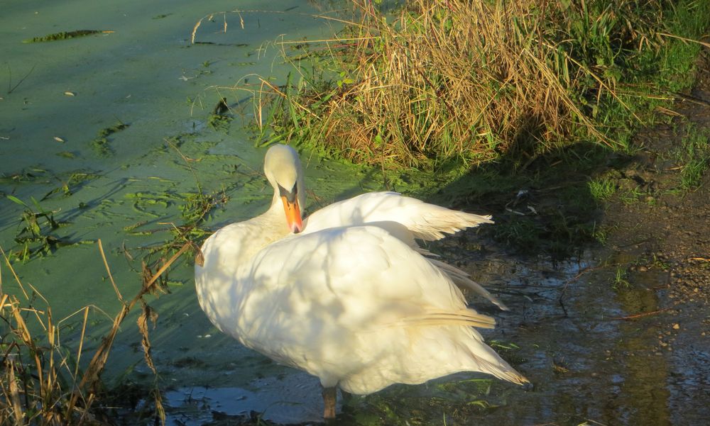 Höckerschwan bei der Gefiederpflege