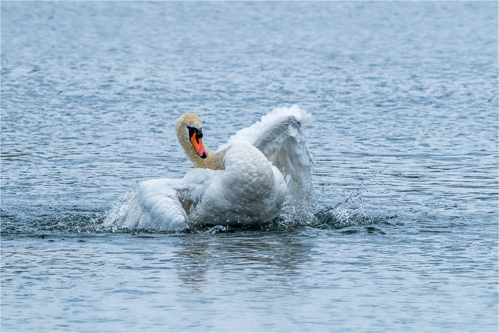 Höckerschwan bei der Körperpflege