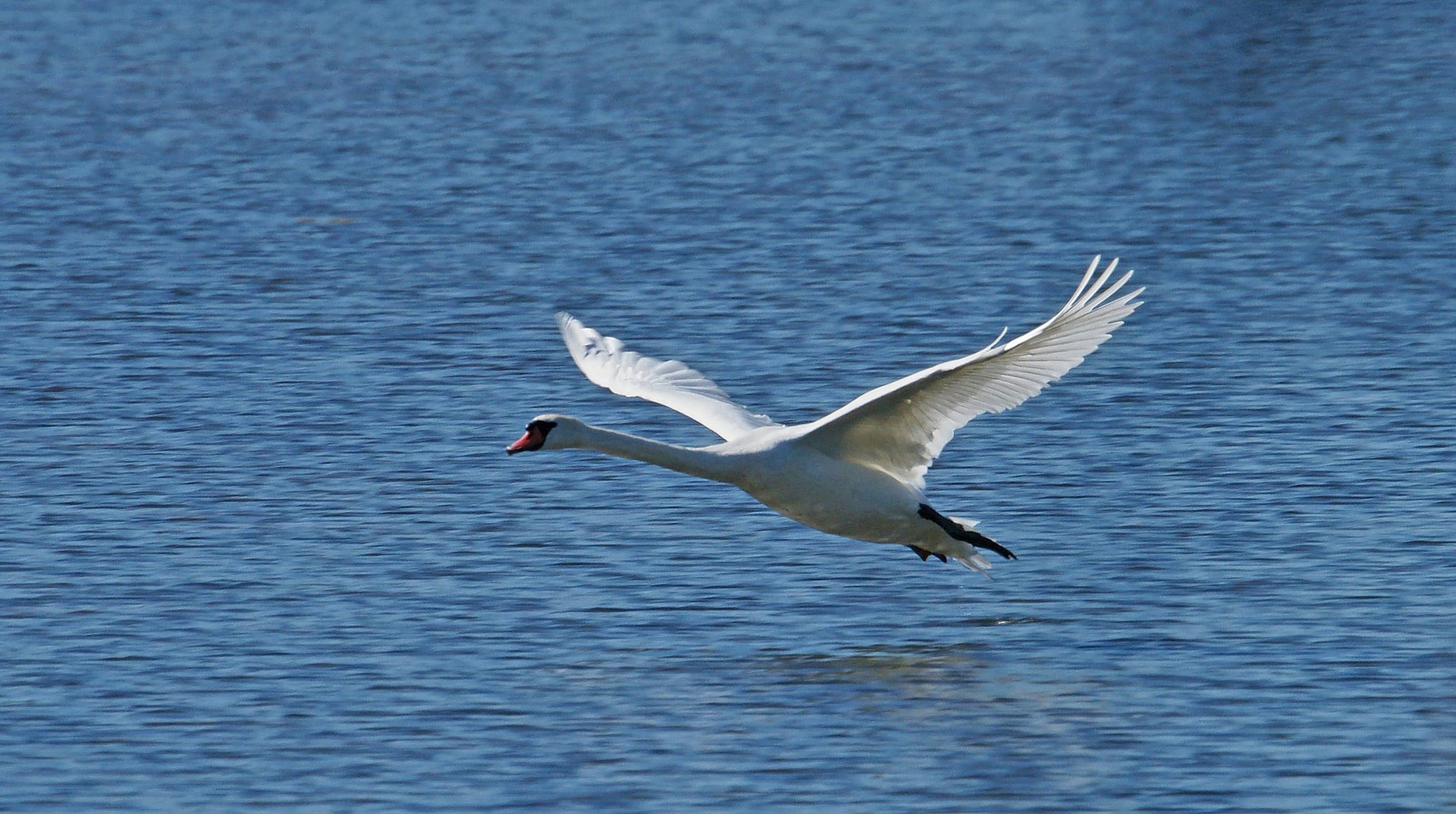 Höckerschwan bei der Landung.