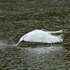 Höckerschwan bei der Landung..