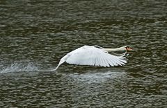 Höckerschwan bei der Landung..