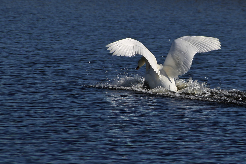 Höckerschwan bei der Wässerung