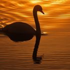 Höckerschwan bei Sonnenaufgang