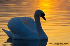 Höckerschwan bei Sonnenuntergang (D)